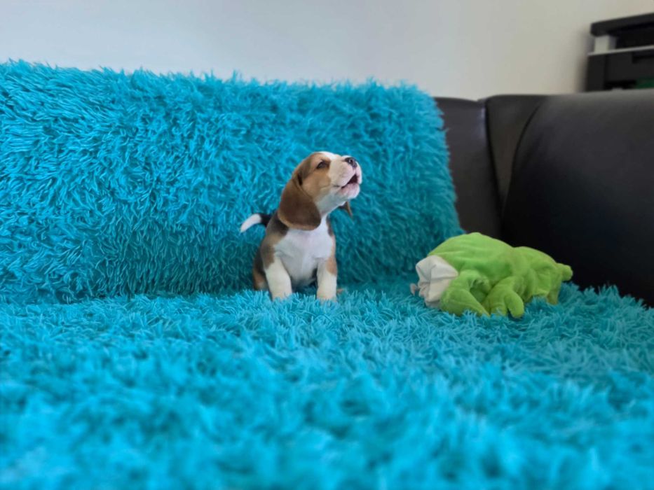 BEAGLE-szczeniak ZKwP, potencjał wystawowy