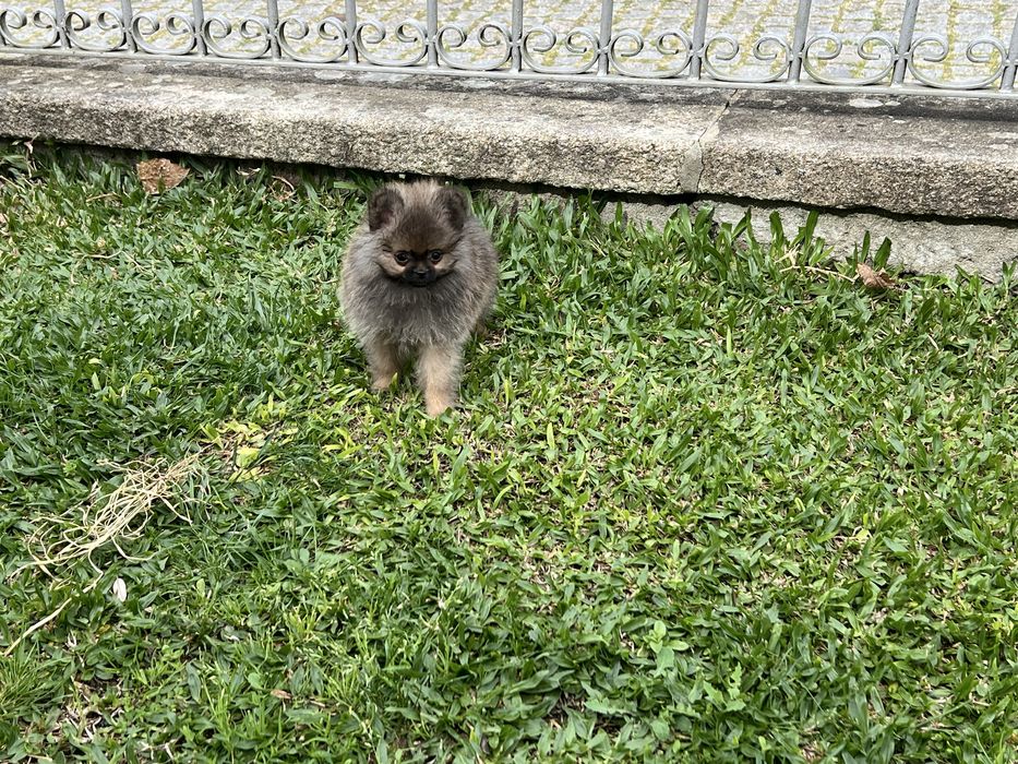 Ultimo Menino lulu com pedigree em Braga