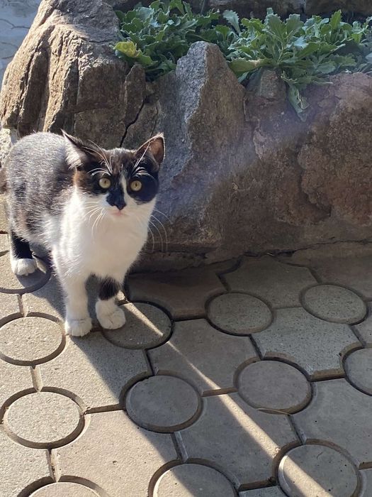 Отдам котят в хорошие руки.