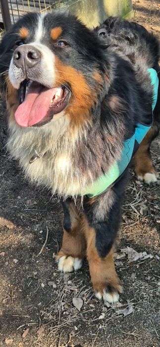 Pies potrzebuje przyjaciela od zaraz