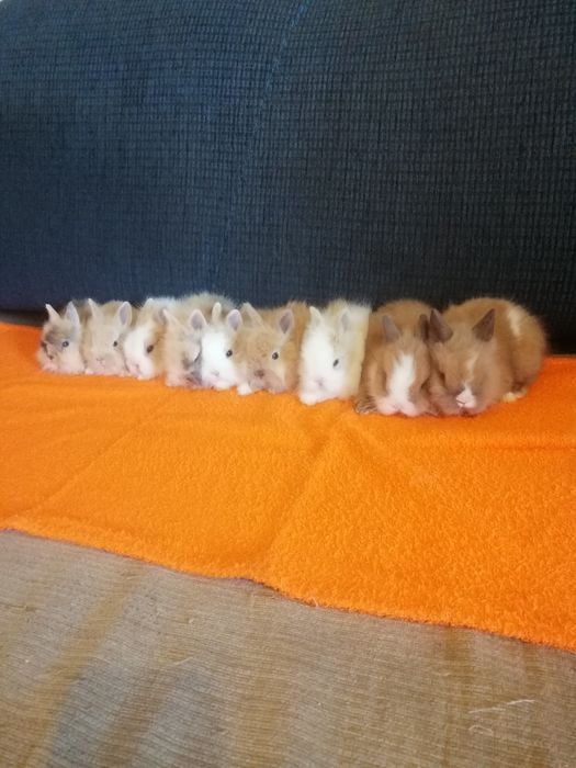 Króliczek karzełek króliczki karzełki