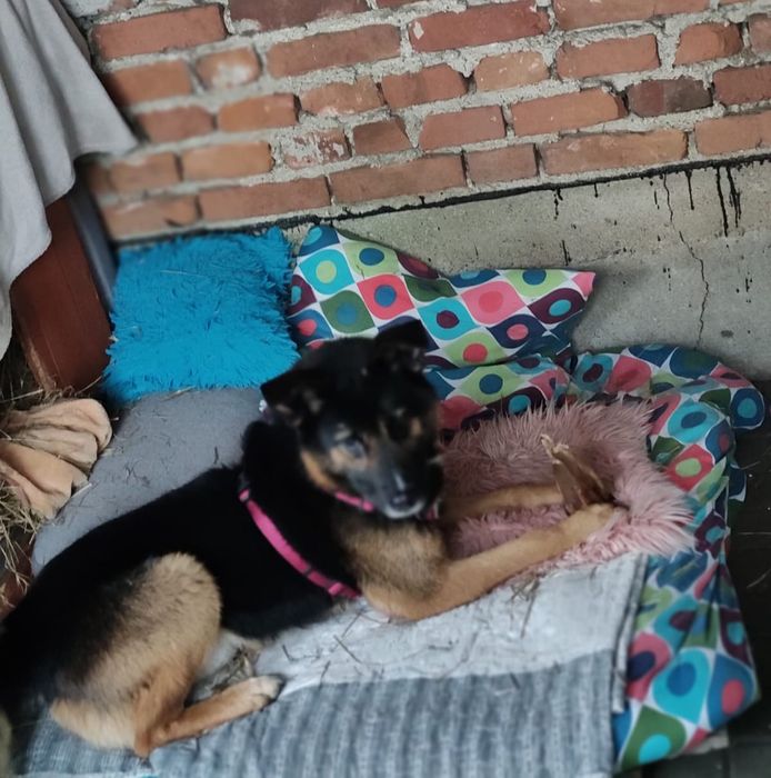 Feliks pies do adopcji szuka domu