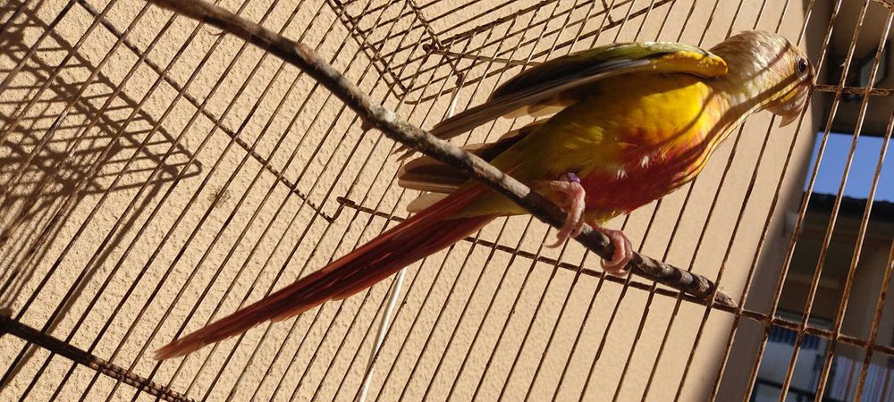 Troco varias gaiolas grandes e pequena q tenho p aves ou outras coisas