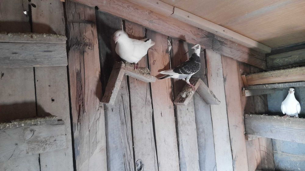 Gołębie pocztowe białe