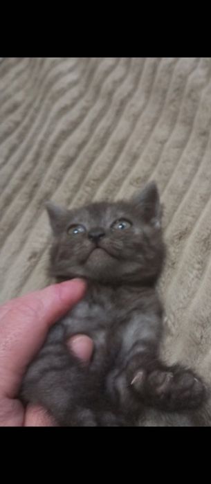Кошенята маленькі