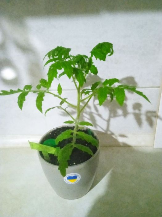 Помідори кімнатні балконні