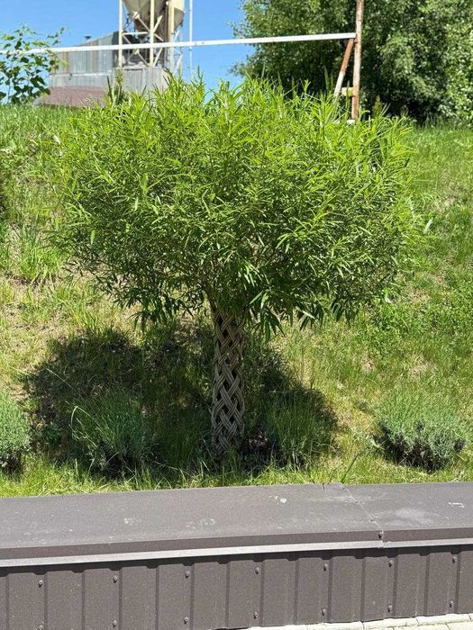 Котедж Перший парковий