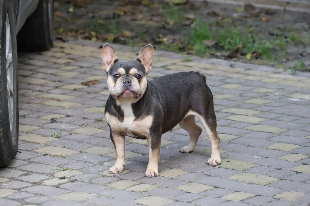 Лилово подпалая девочка французского бульдога