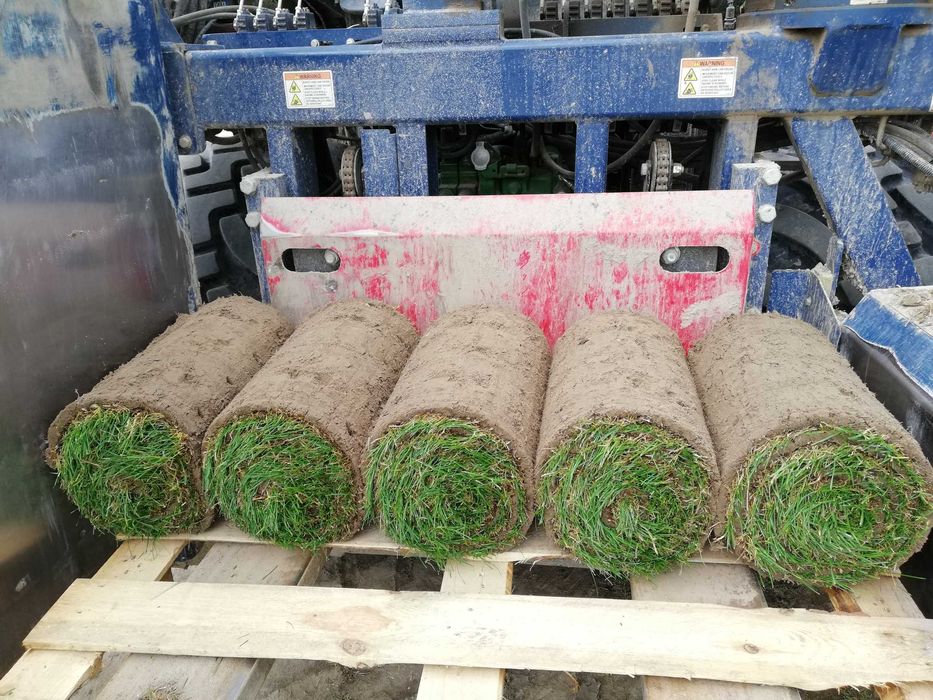 Trawa z rolki - darń rolowana