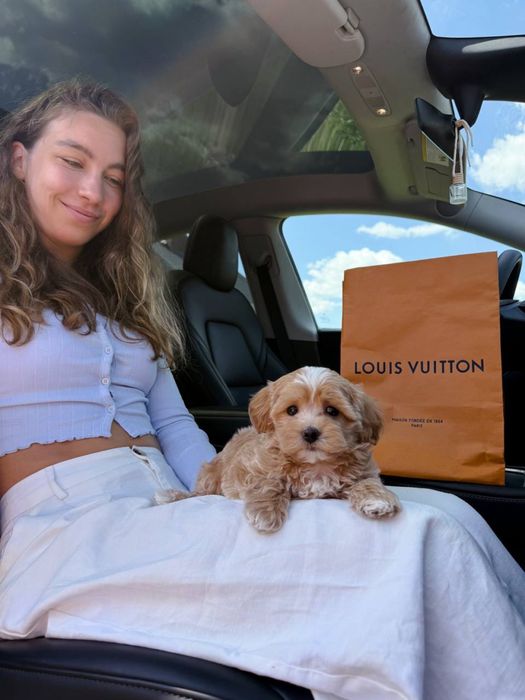 PREMIUM Мальтипу BabyFace