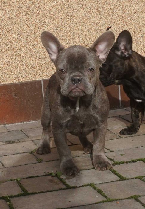 niebieska suczka buldog francuski