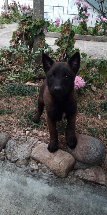 Щенки малинуа бельгийская овчарка! Питомник предлагает супер щеночков