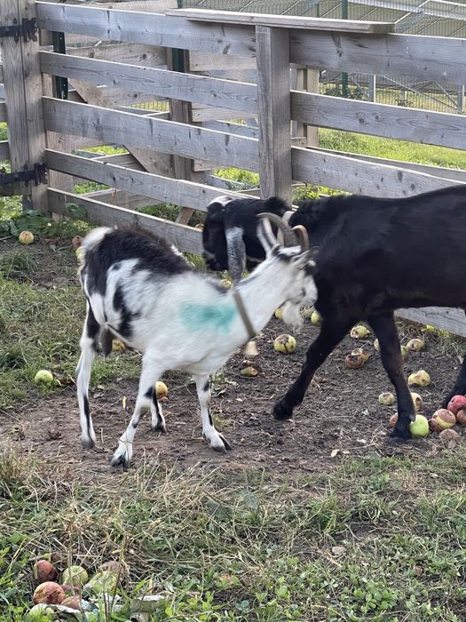 Племені козенята від 7500