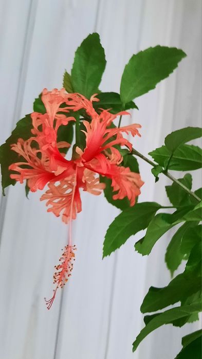 Гібіскуси сортові різні кольори