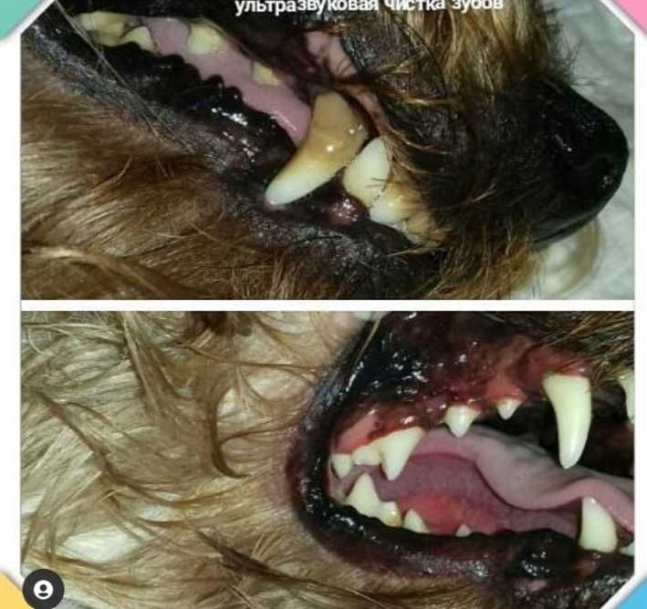 Ультразвуковая чистка зубов собаке без седации. Киев, Оболонь.