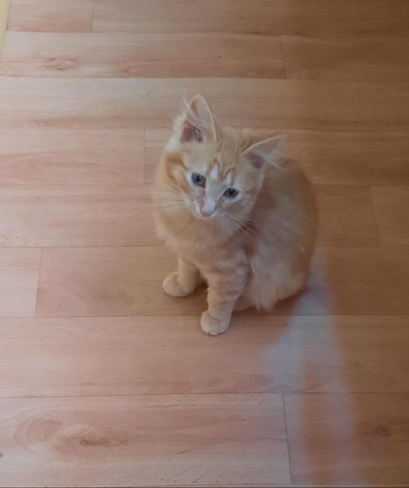 Гарні кошенята для вас і для родини.