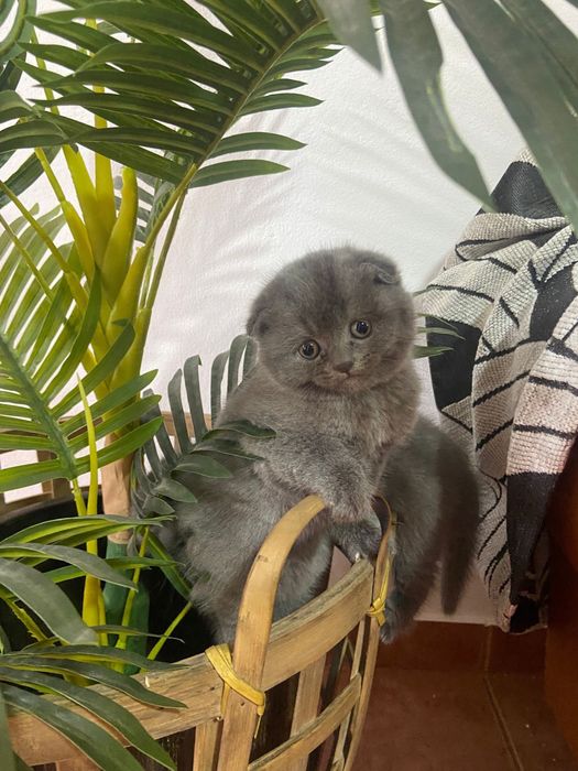 Scottish fold fantastico