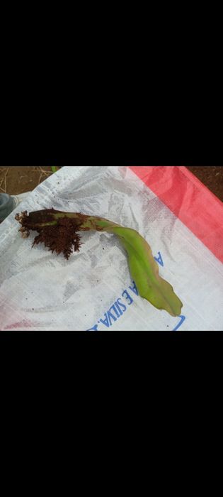 Estacas de pitayas em vasos - Planta fruta do dragão