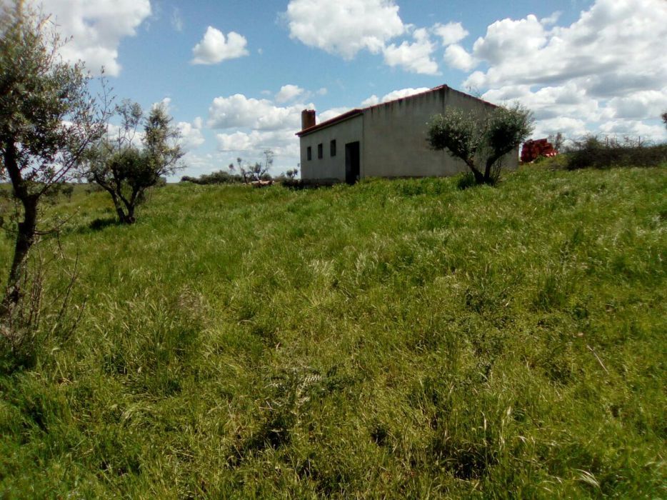 Monte alentejano Alter do Chão