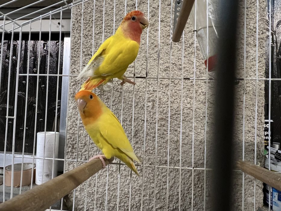 Agapornis roseicolis