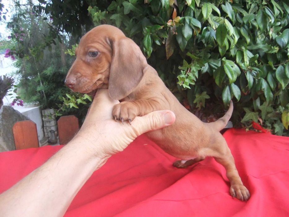 cachorro  teckel miniatura