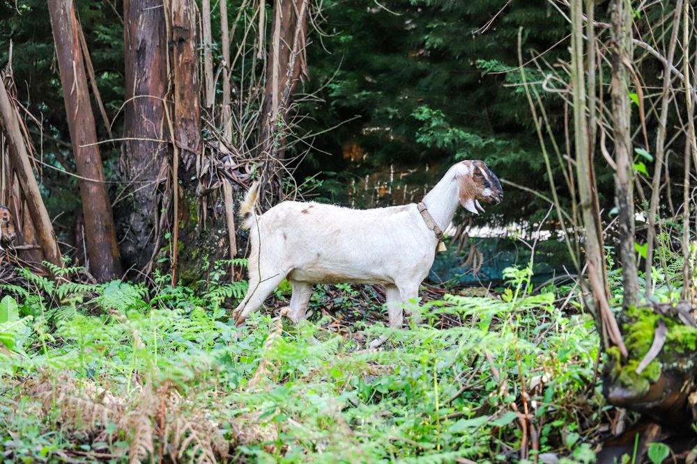 Cabras Anglo Nubianas
