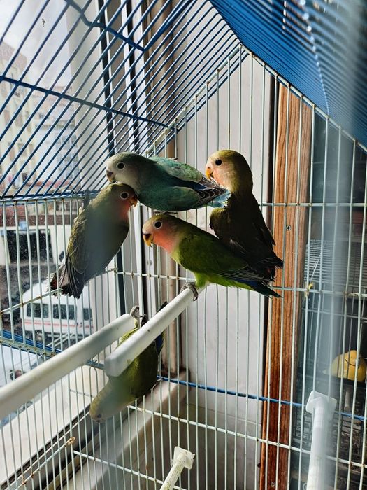 Rosicolis 2 meses c/sexagem feita