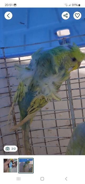 Piriquitos harogomo fêmea