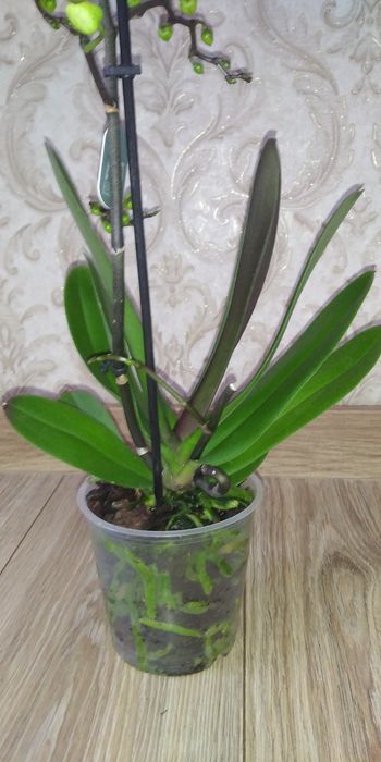 Фаленопсис Метелик,Пелор,мультифлора,цвіте