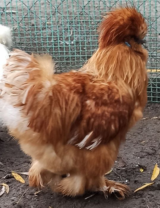 Koguty silki jedwabiste USA z 2025