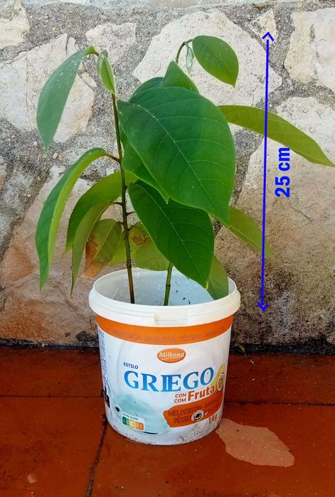 2 Pés de Anoneira em vaso