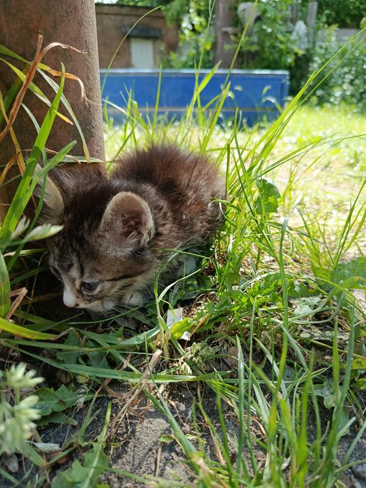 Віддам котиків в гарні руки БЕЗКОШТОВНО
