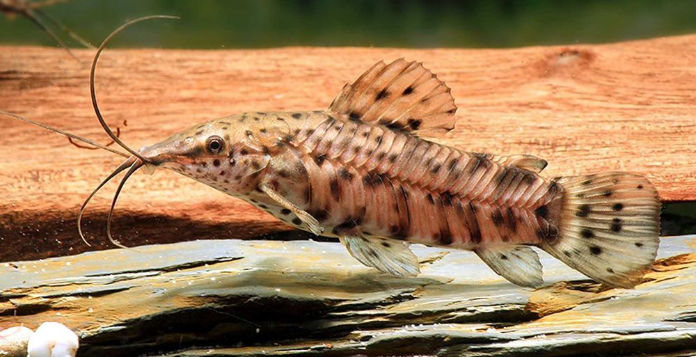 Kiryśnik czarnoplamy - Megalechis thoracata - dowóz, wysyłka