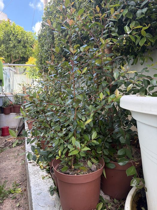 Eugenia myrtifolia - particular - superior a 1metro