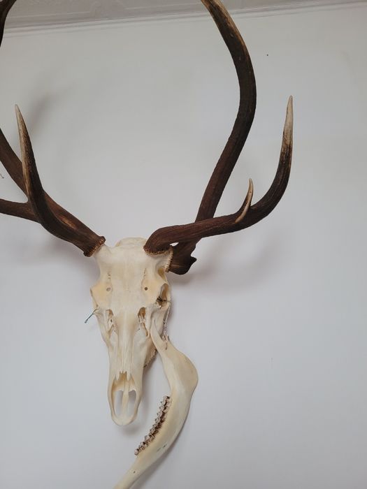 Poroże jelenia wielotykowiec trofeum