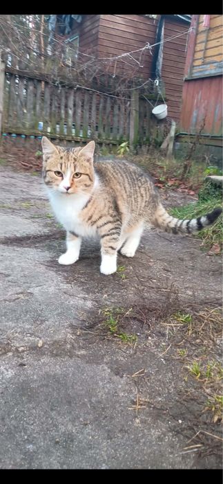 Oddam kotka w dobre ręce