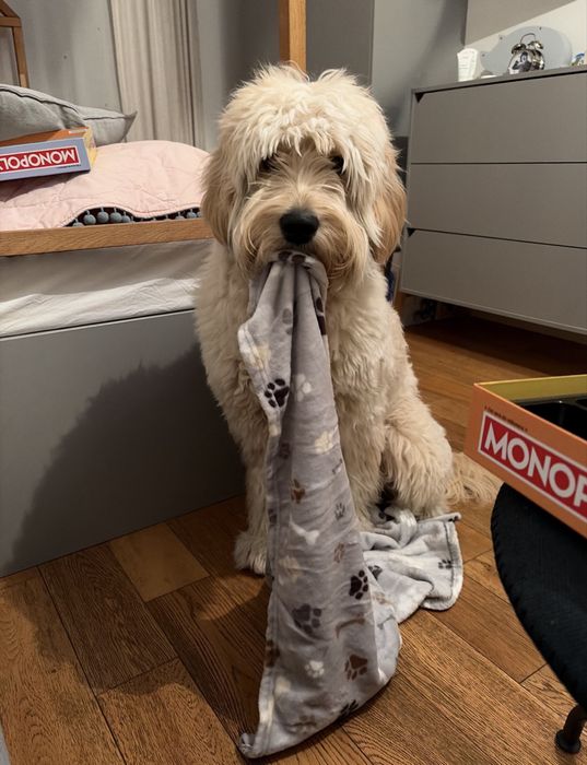 Goldendoodle F1 standard
