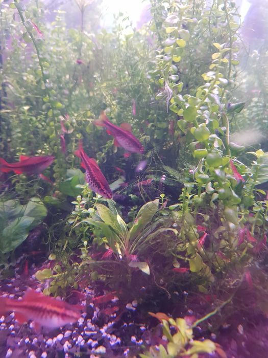 Krewetki Red Cherry