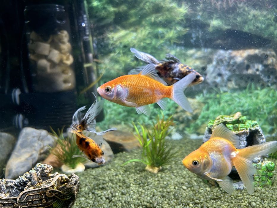 Lote 5 “Goldfish”