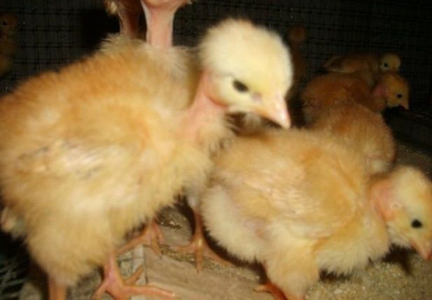 Продам курчата, голошийки