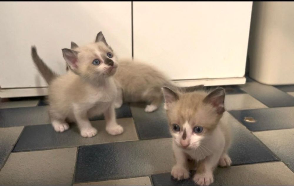 Gatos para adoção responsável