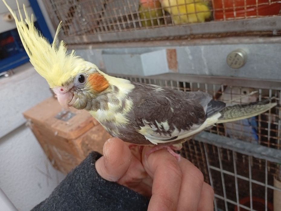 Caturra criada á mão