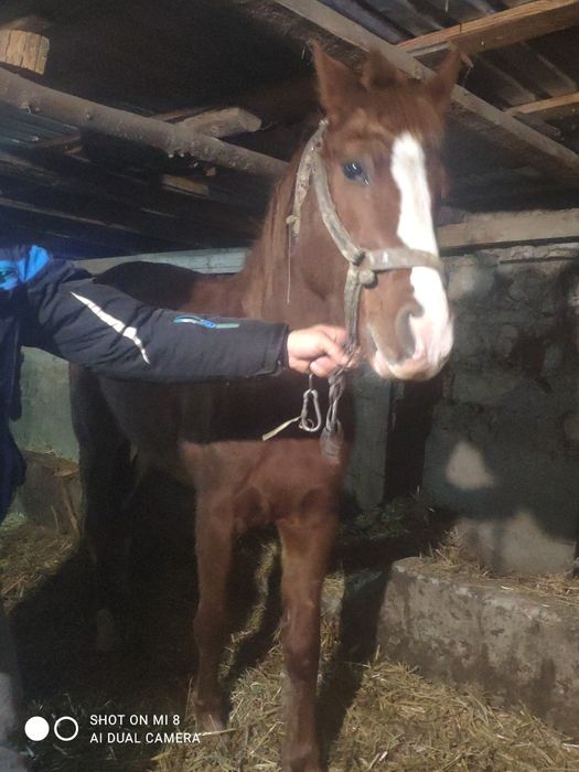 Продам кобилу на хозяйство.