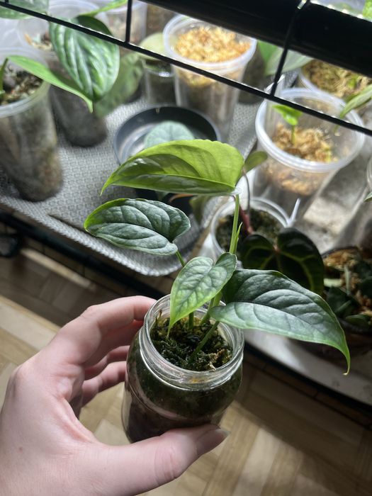 Monstera siltepecana