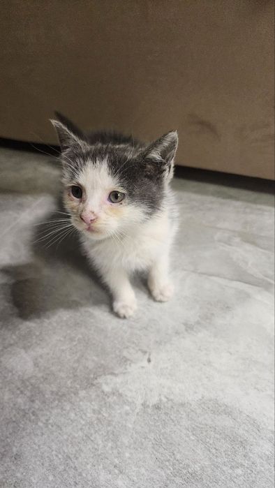 Віддам  подарую кота