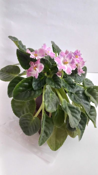 Фіалка сенполія кімнатна рослина