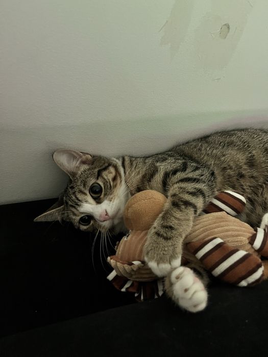 Koty do adopcji - dwaj bracia, 2 lata