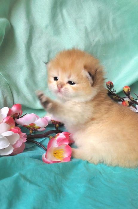 Ручные милашки, котята золотая шиншилла.