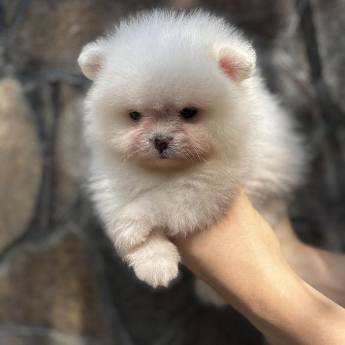 ляльковий ведмедик шоу класса