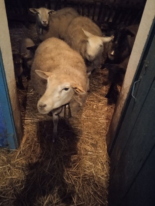 Vendo duas ovelhas e 4 borregos